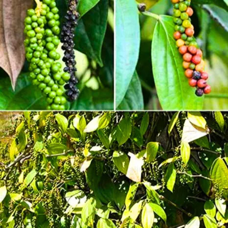 Buy Piper Nigrum - Plant Online at Lalitenterprise