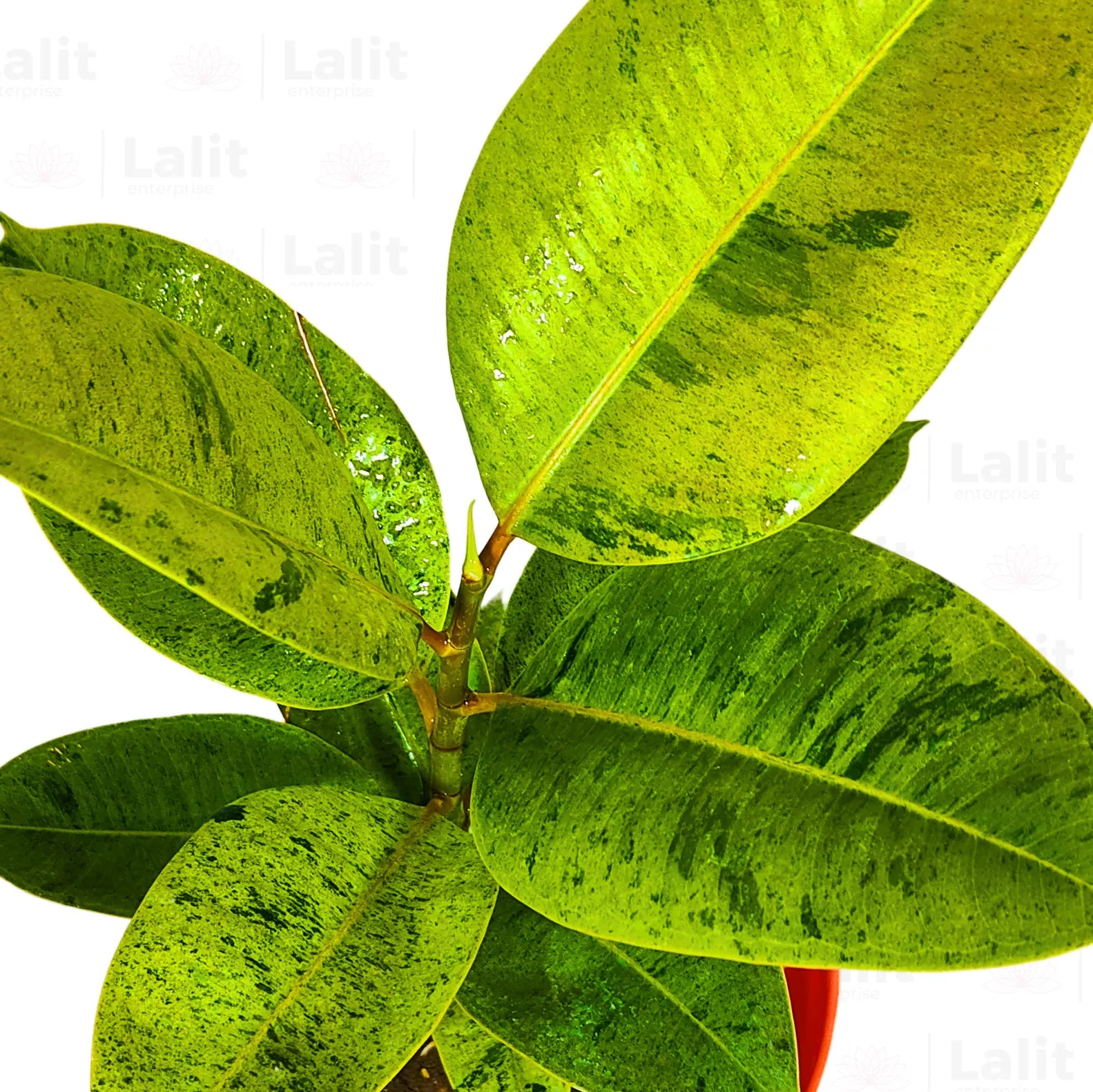Buy Shiveriana Moonshine Rubber Plant Online at Lalitenterprise