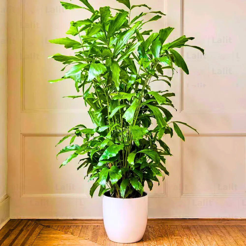 Buy Fishtail Palm "Caryota" - Plant Online at Lalitenterprise