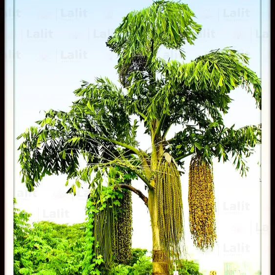 Buy Caryota - Plant Online at Lalitenterprise