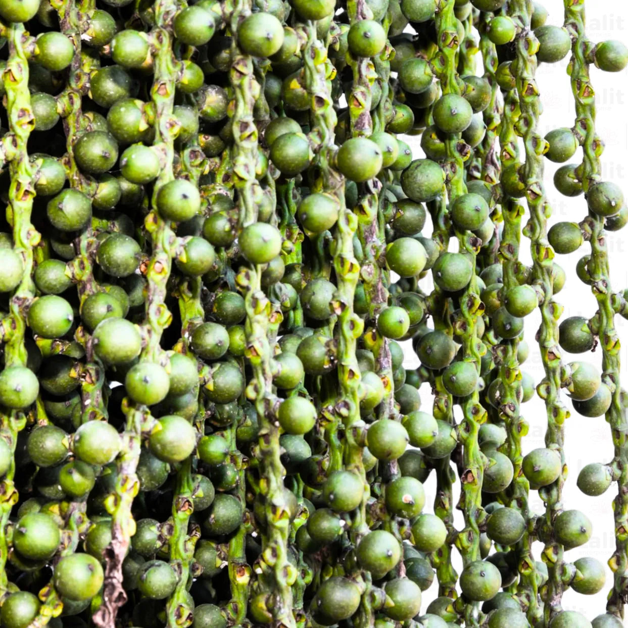 Buy Fishtail Palm - Plant Online at Lalitenterprise