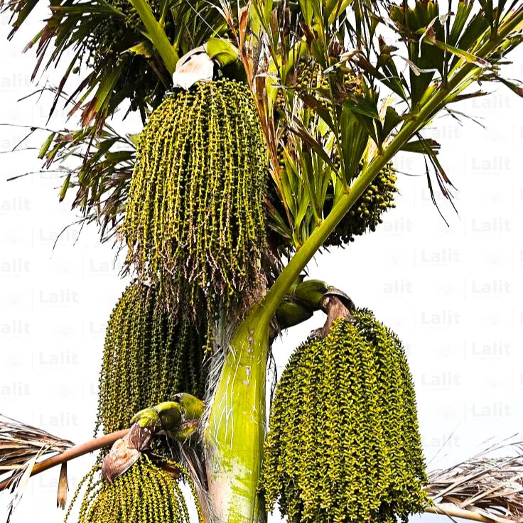 Buy Caryota - Plant Online at Lalitenterprise