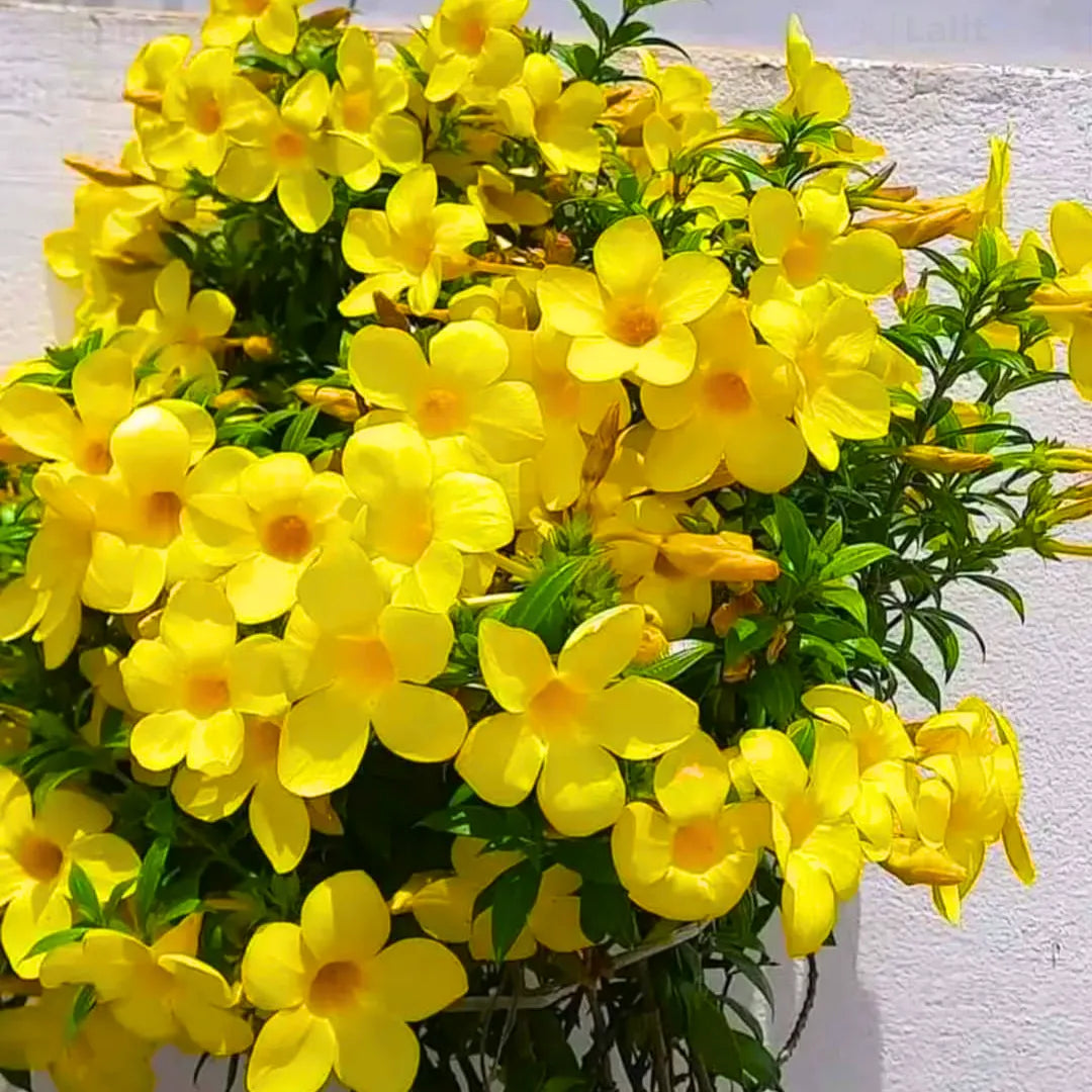 Buy Pentalinon Luteum – Plant Online at Lalitenterprise