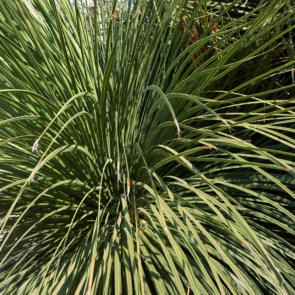 Buy Yucca Serratifolia - Plant Online at Lalitenterprise