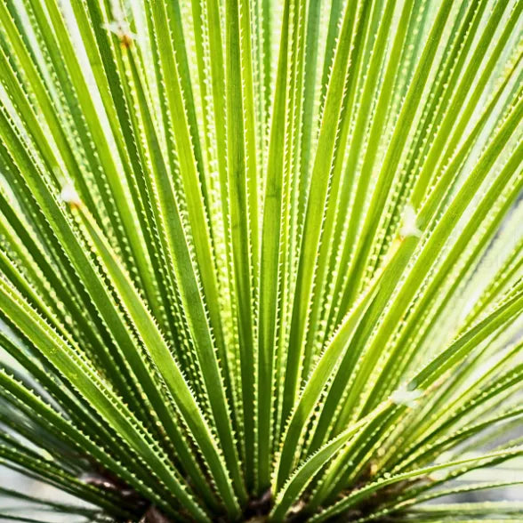 Buy Dasylirion Serratifolium - Plant Online at Lalitenterprise