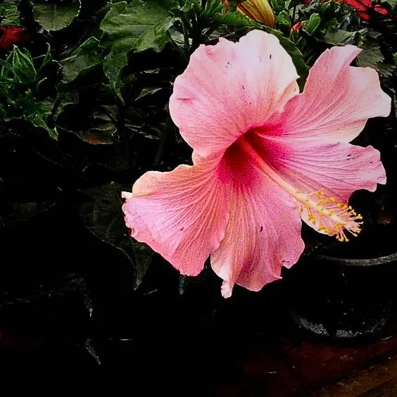 Buy Hibiscus Desi "Gurhal" Pink Flower - Plant Online at Lalitenterprise