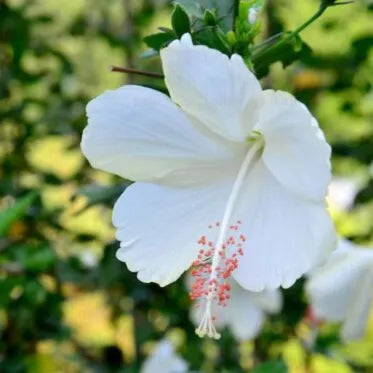 Buy Hibiscus Desi "Gurhal" White Flower - Plant Online at Lalitenterprise