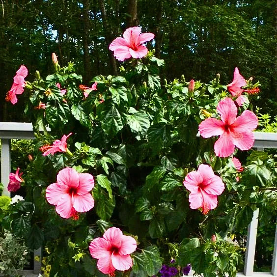 Buy Hibiscus Desi "Gurhal" Pink Flower - Plant Online at Lalitenterprise