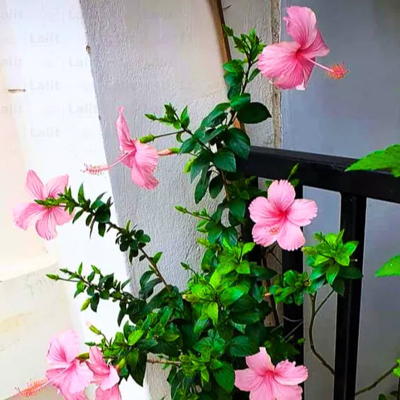 Buy Hibiscus Desi "Gurhal" Pink Flower - Plant Online at Lalitenterprise