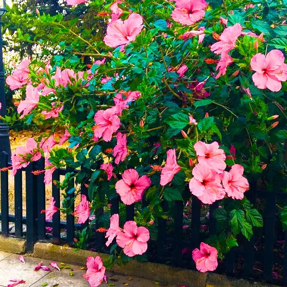 Buy Hibiscus Desi "Gurhal" Pink Flower - Plant Online at Lalitenterprise