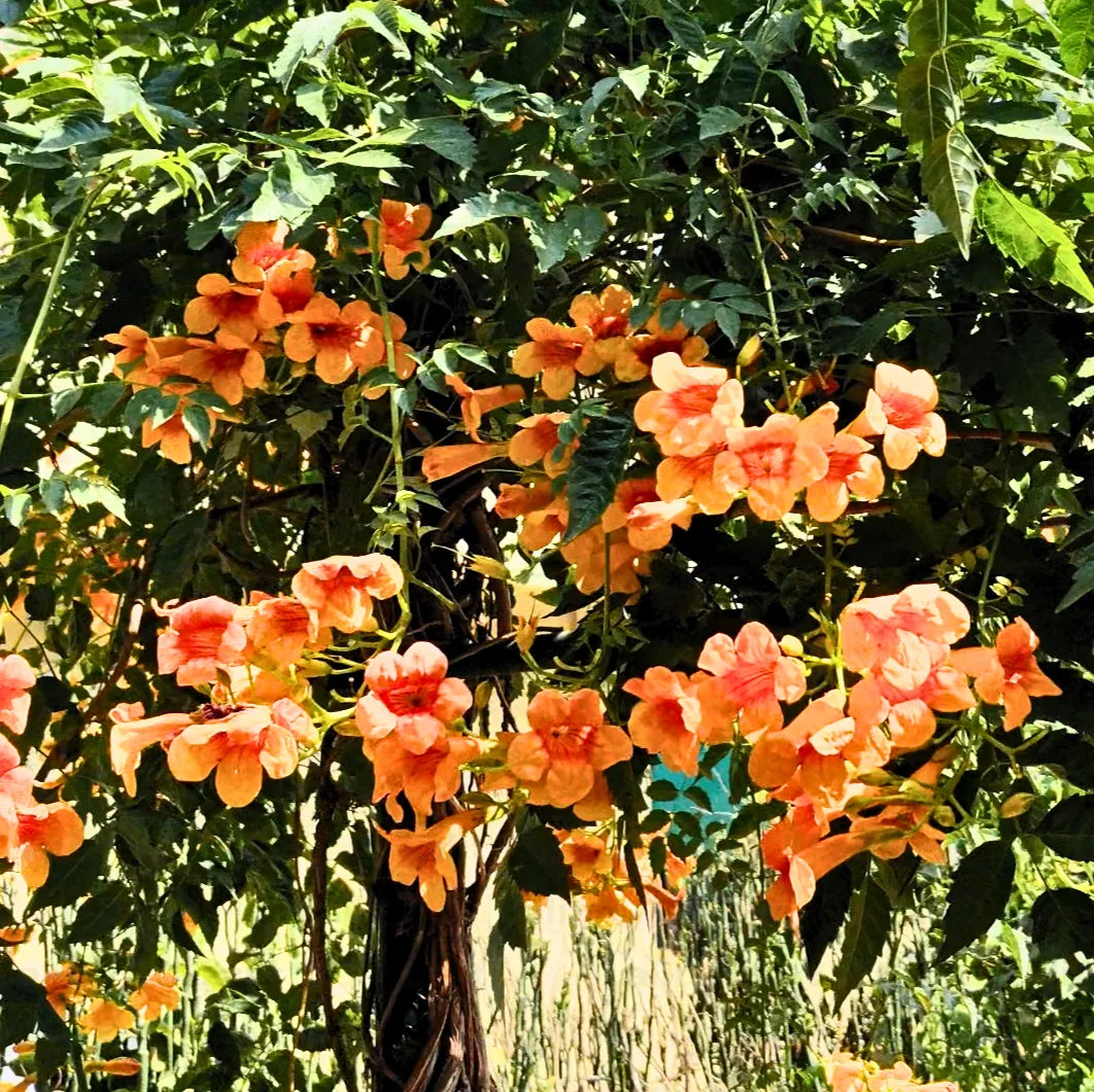 Buy Tecoma Vine - Plant Online at Lalitenterprise