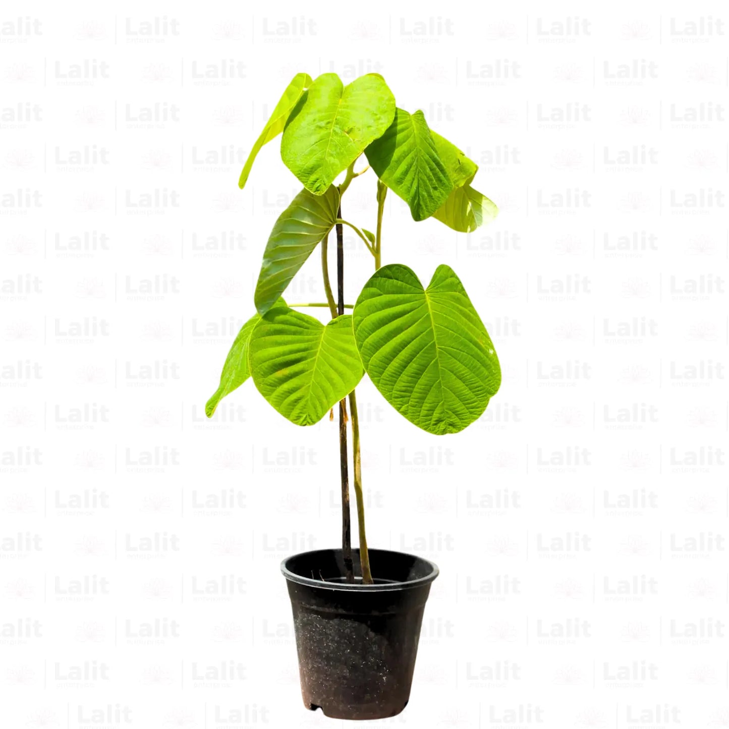 Buy Argyreia Nervosa - Plant Online at Lalitenterprise