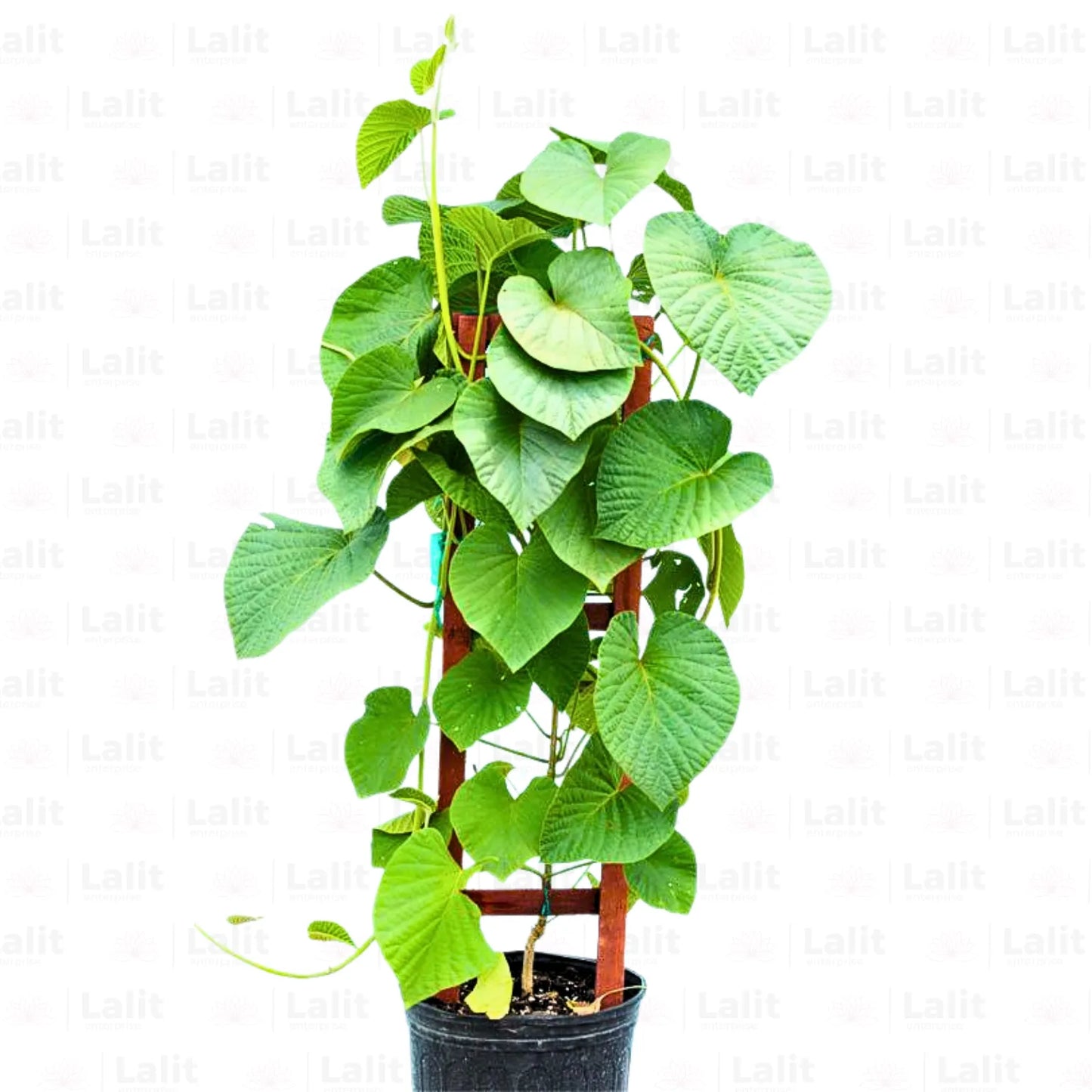 Buy Elephant Creeper (Argyreia Nervosa) - Plant Online at Lalitenterprise