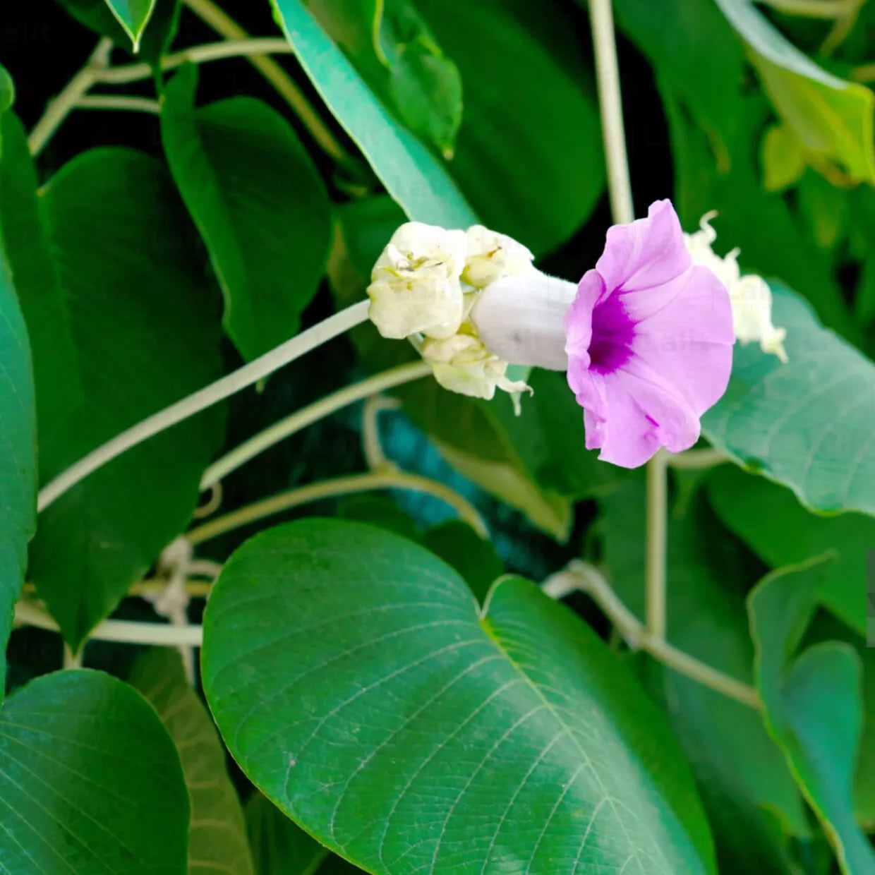Buy Elephant Creeper - Plant Online at Lalitenterprise