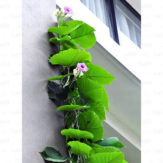 Buy Elephant Creeper - Plant Online at Lalitenterprise