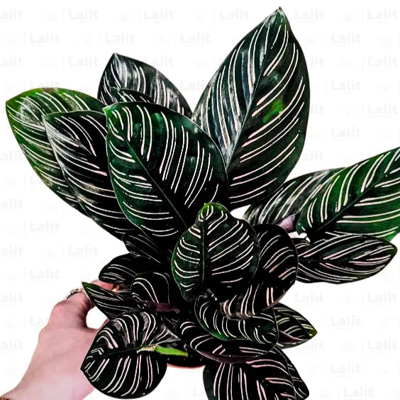 Buy Calathea Ornata - Plant Online at Lalitenterprise