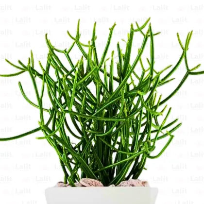 Buy Euphorbia Tirucalli - Plant Online at Lalitenterprise