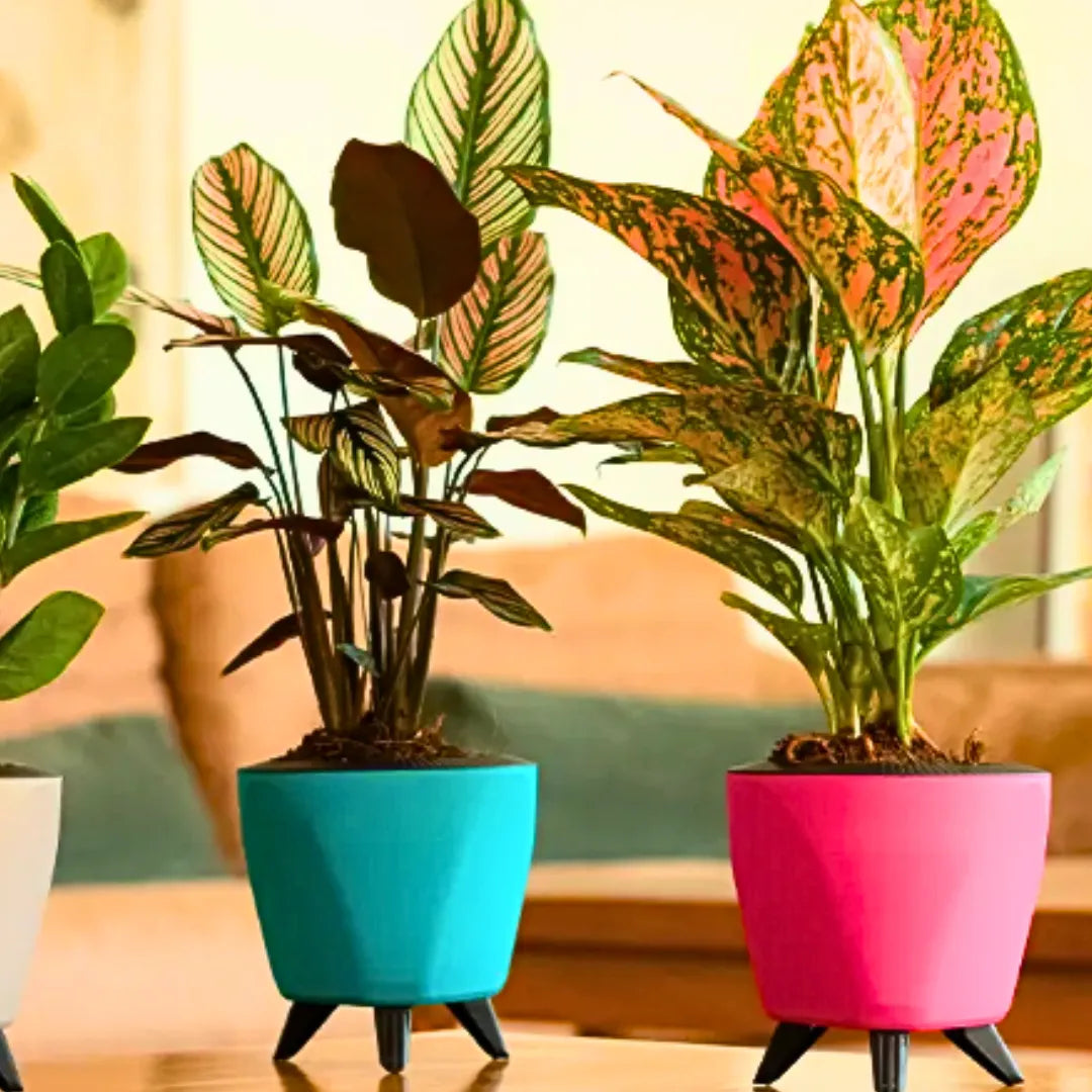 Buy Harshdeep Premium Lagos - Planter Online at Lalitenterprise
