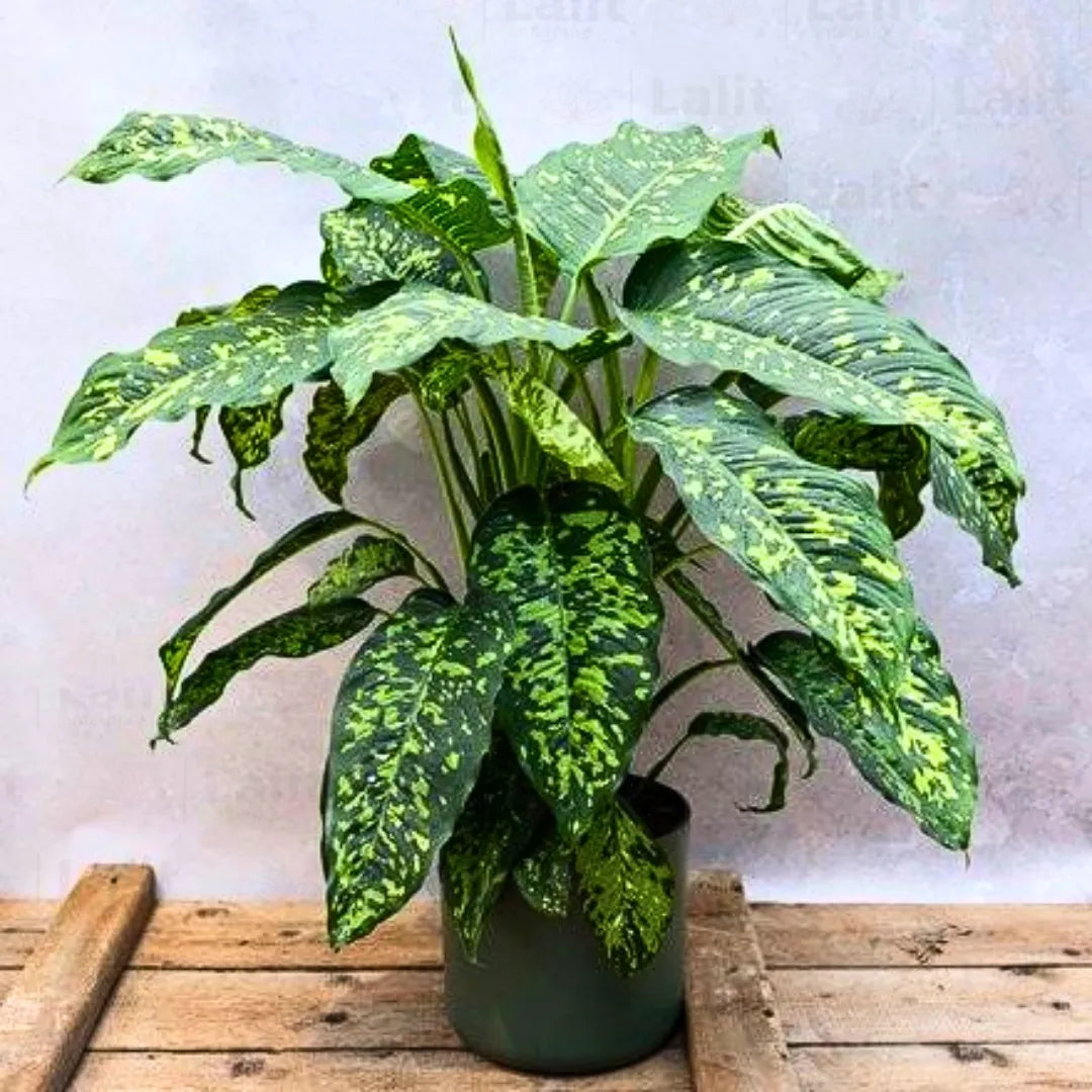 Buy Dieffenbachia Seguine "Cheetah" - Plant Online at Lalitenterprise