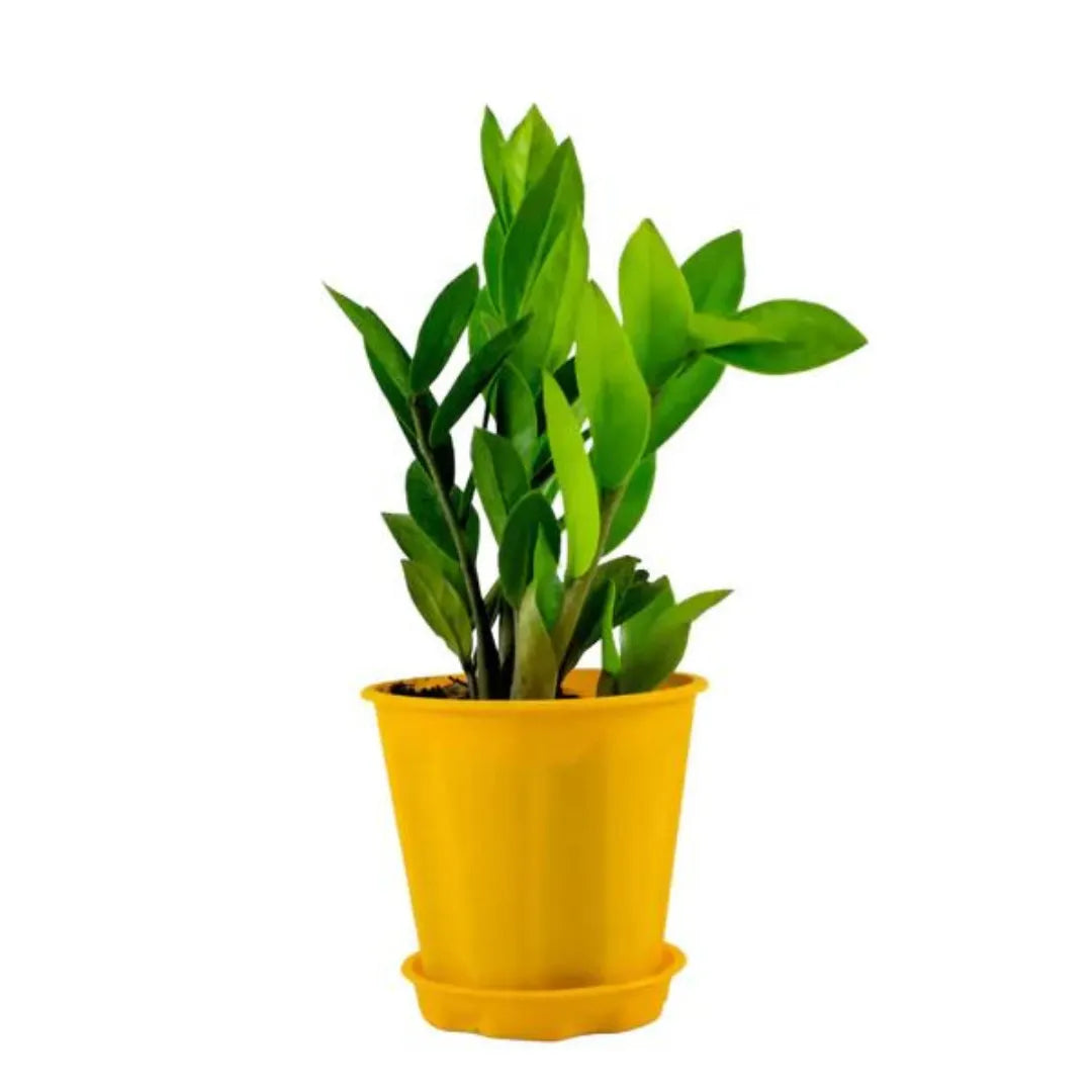 ZZ Plant Green