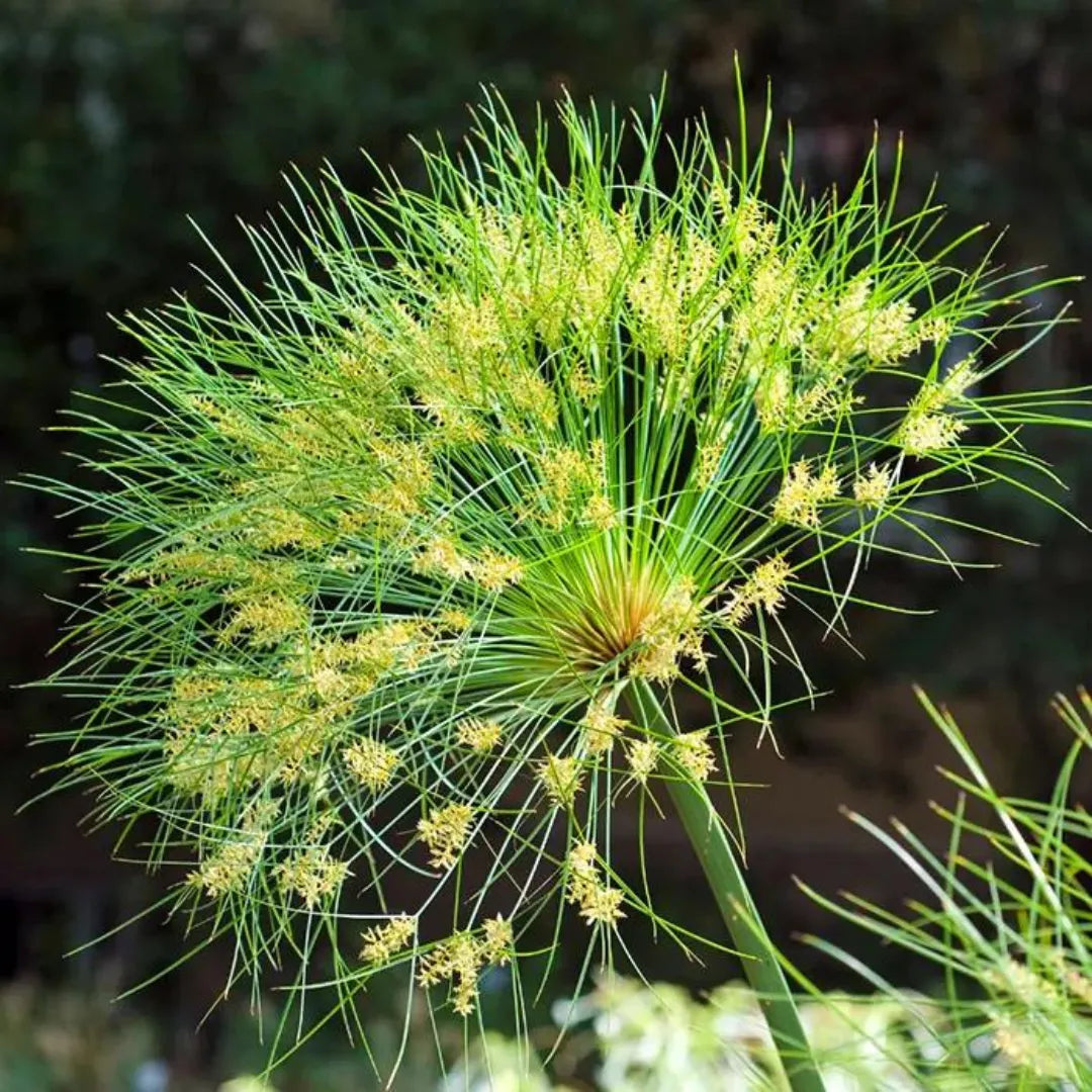 Cyperus papyrus palnt