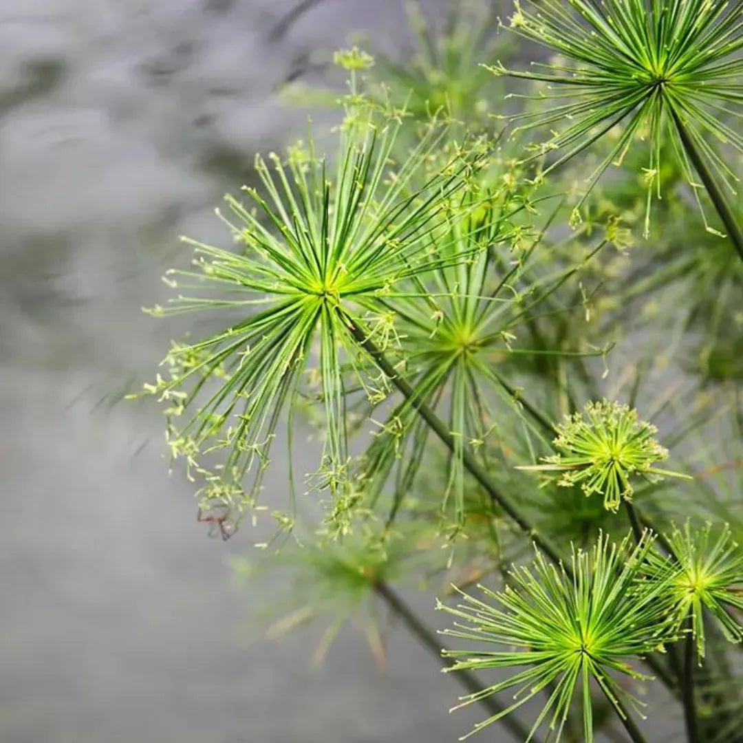 Indian Matting plant