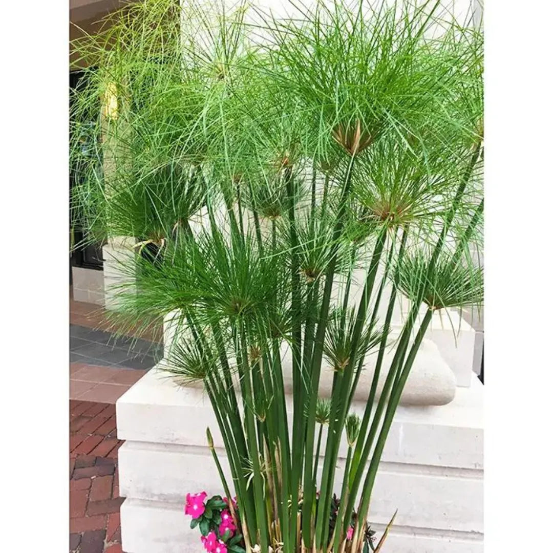 How to Grow papyrus sedge