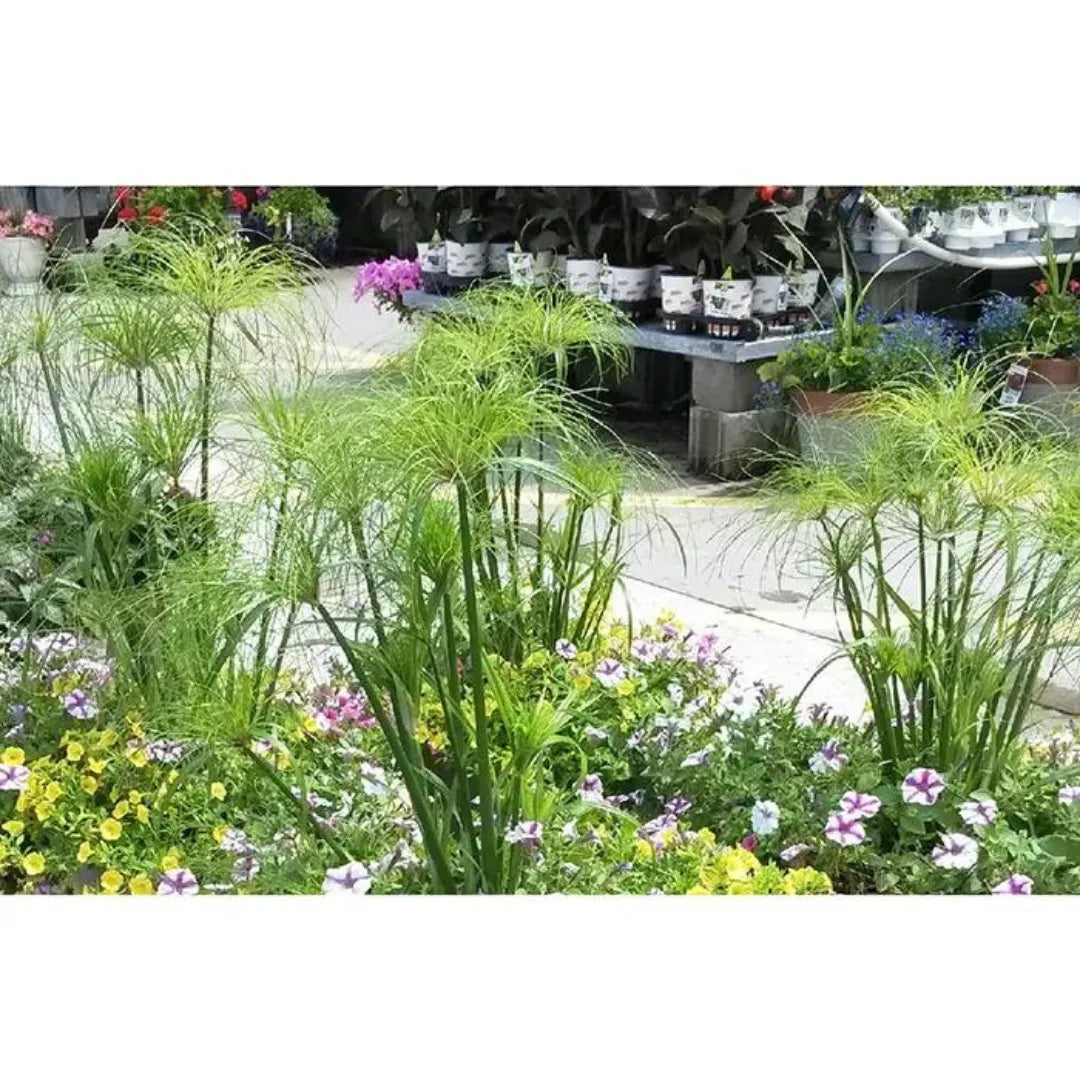 Nile Grass