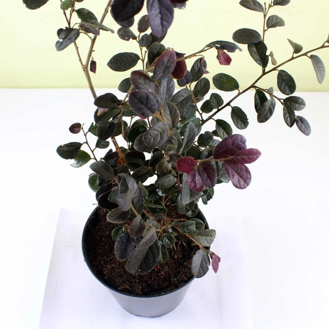 Chinese Fringe Flower (Loropetalum Chinense) – Plant