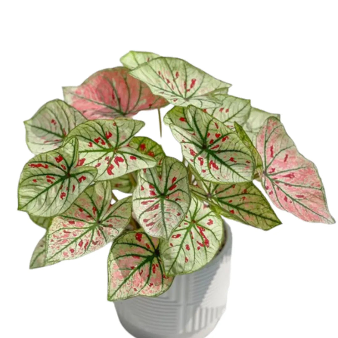 Caladium Strawberry, star Plant