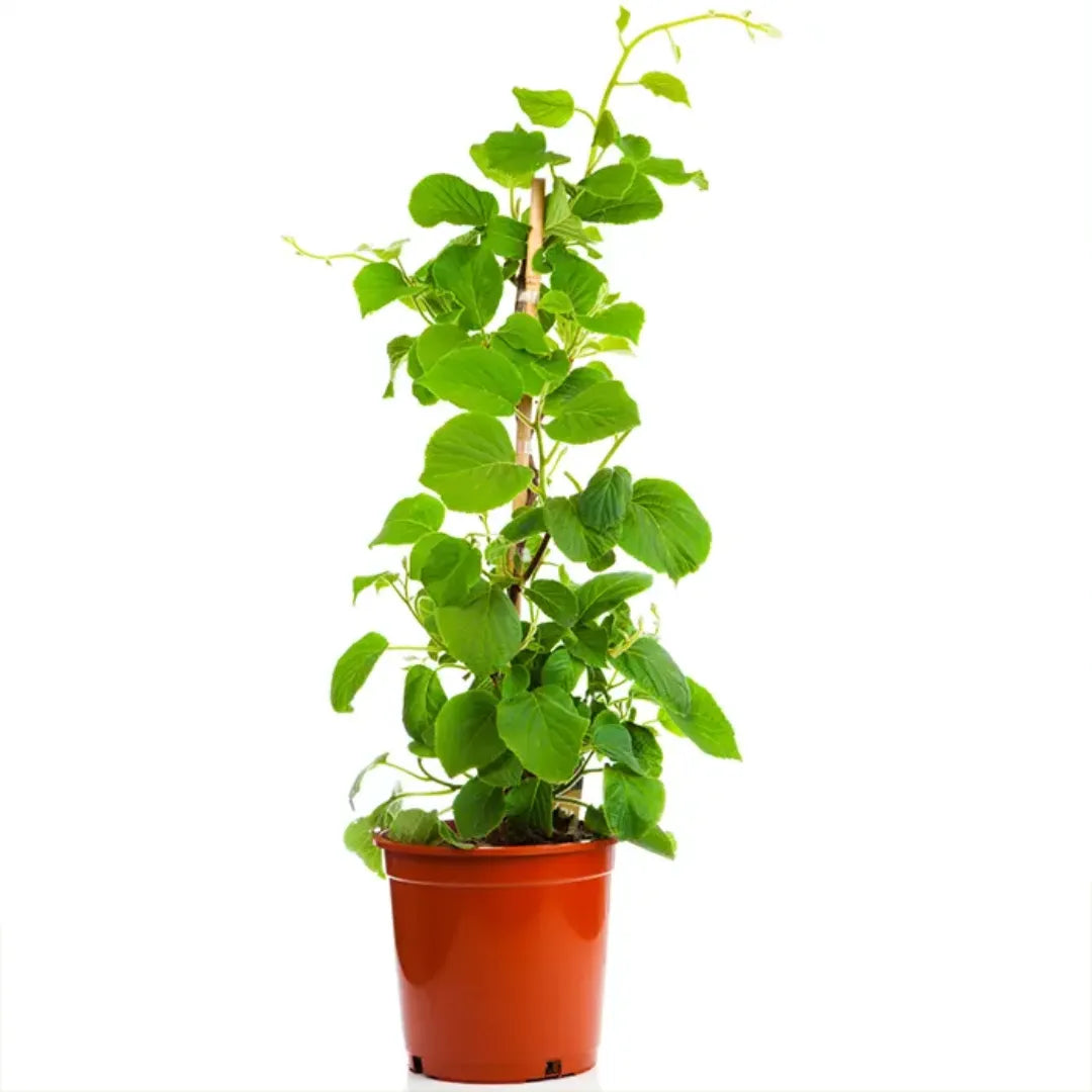 How to Growing Grafted Kiwi Plant
