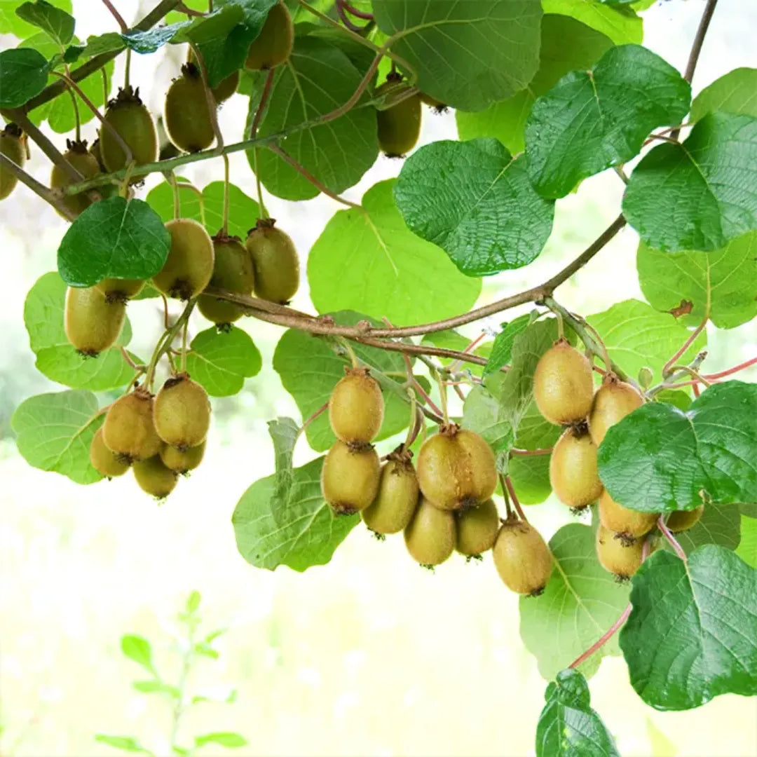 Actinidia deliciosa - Plant