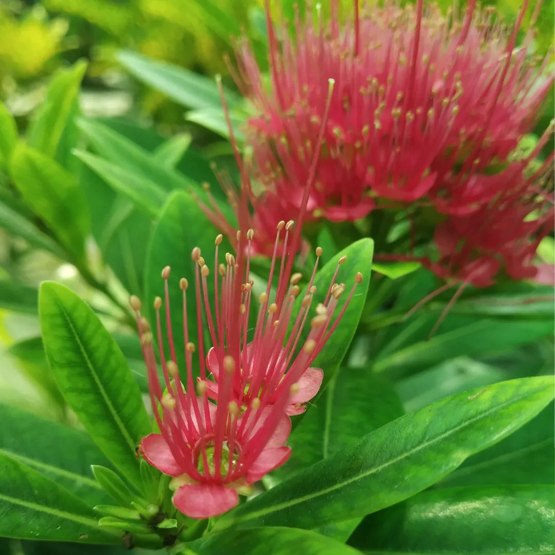 Red Penda Plant