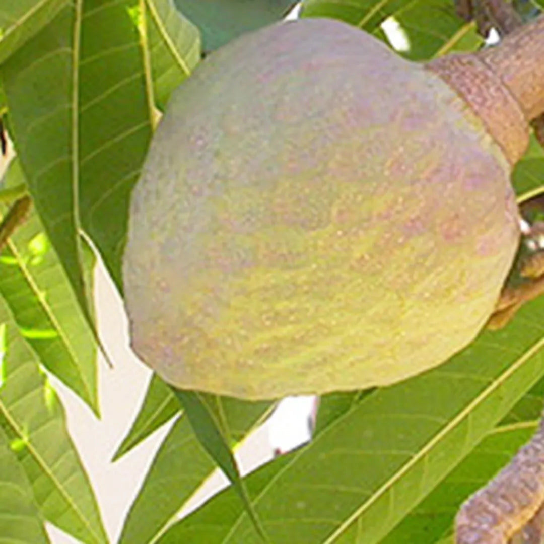 Ramphal "Wild Sweetsop" (Annona Reticulata) - Plant