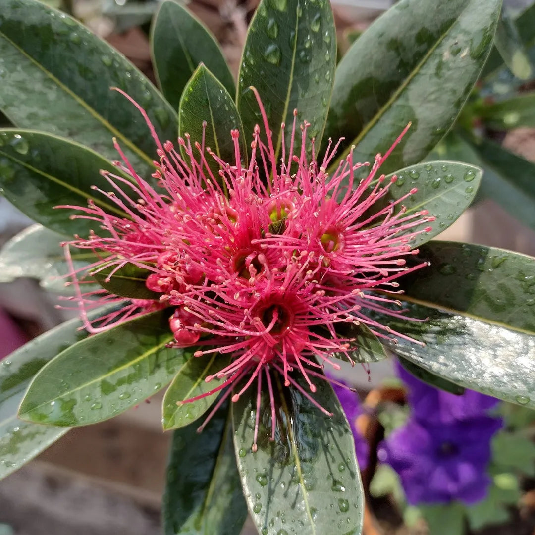 Red Penda Flower