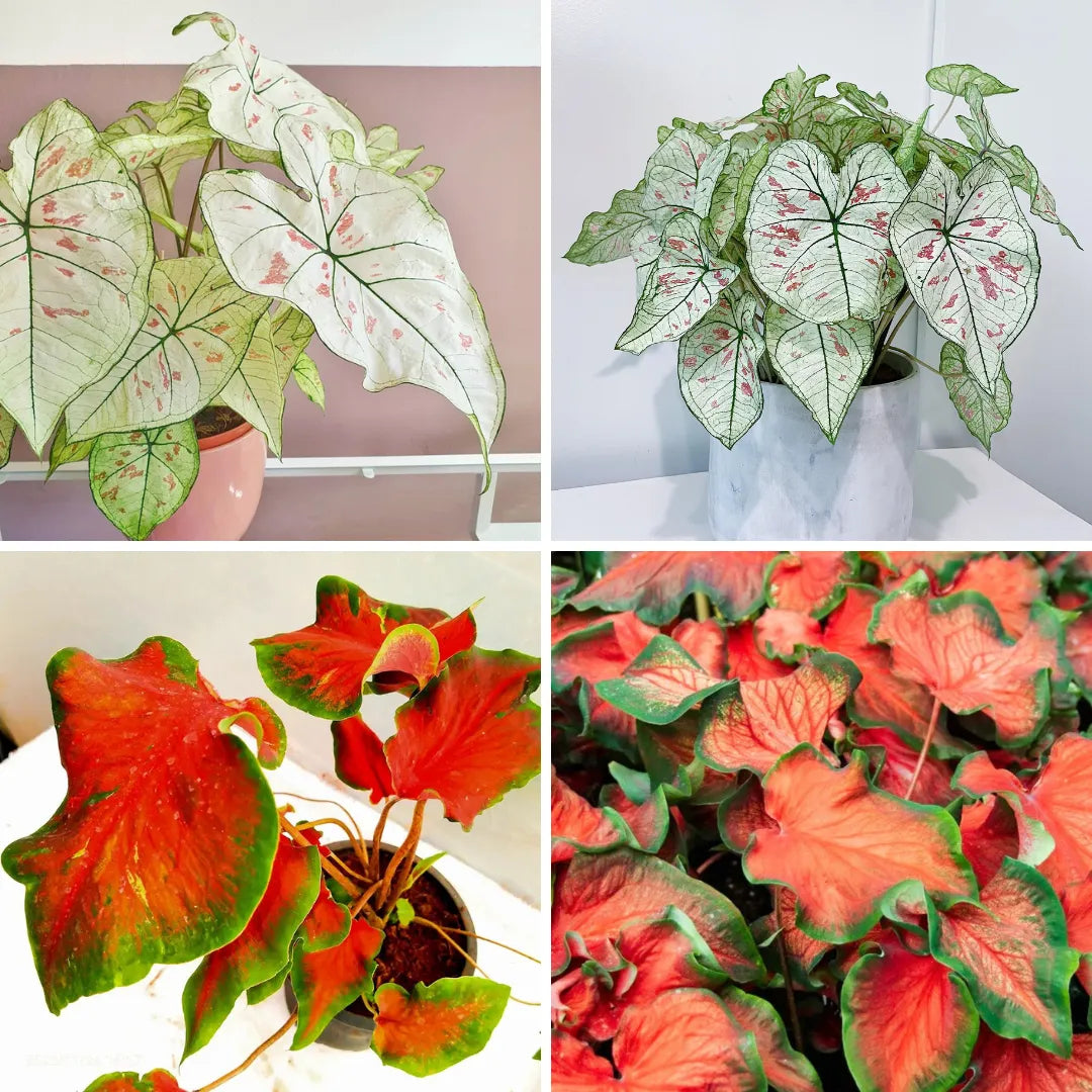 caladium plants (By Multicolored)