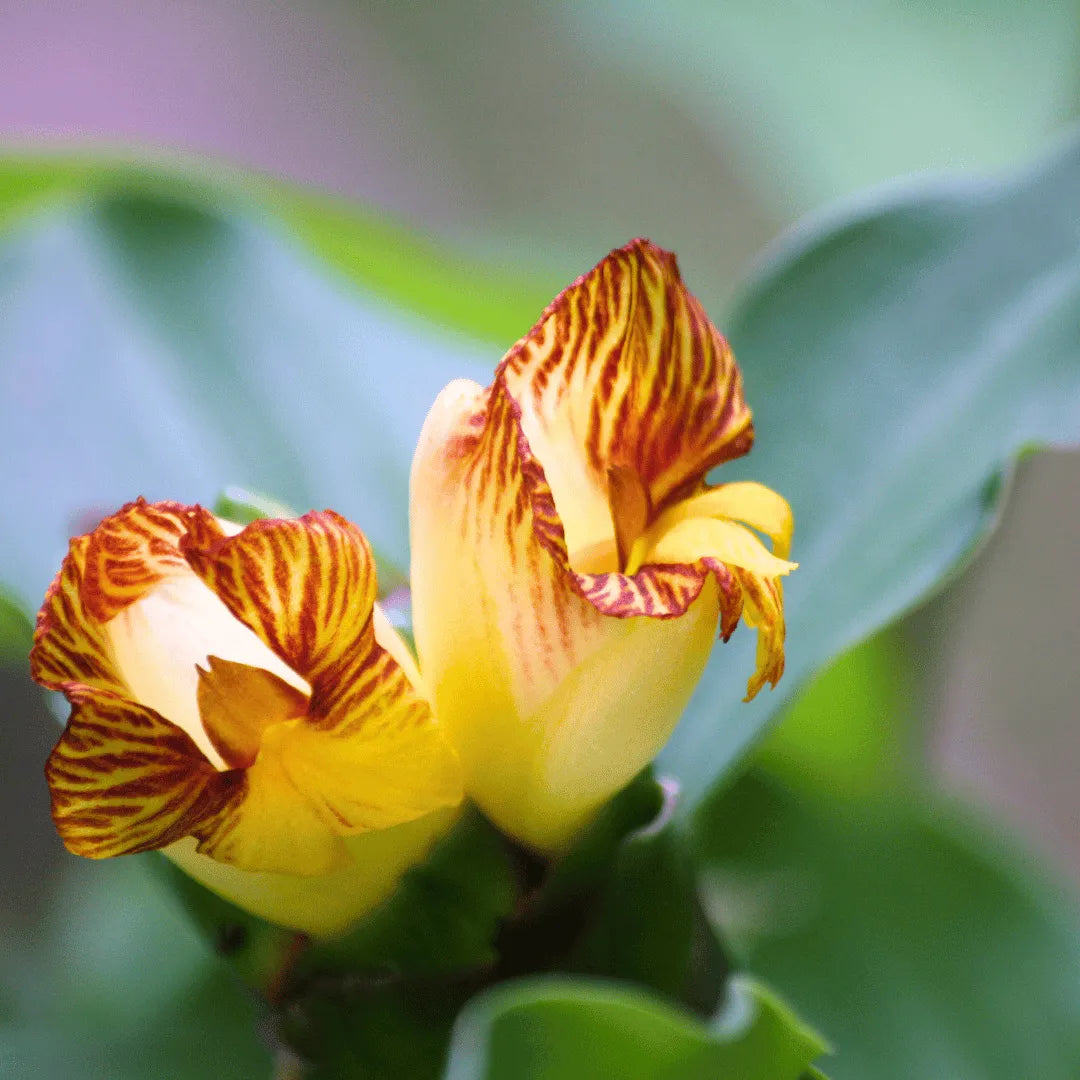 Insulin Plant, Costus Igneus – Plant