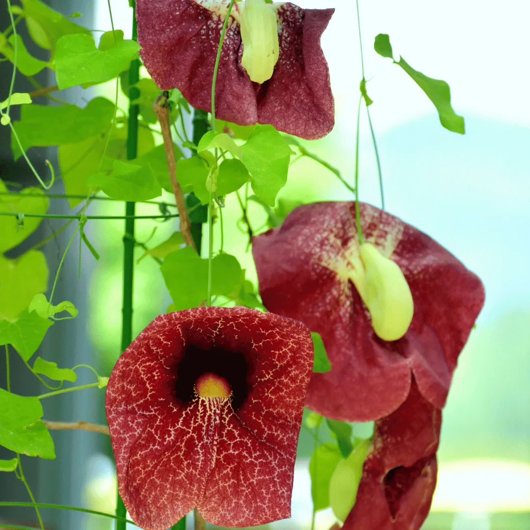 Dutchman’s pipe Flowering Vine “Aristolochia macrophylla”(Duck vine)