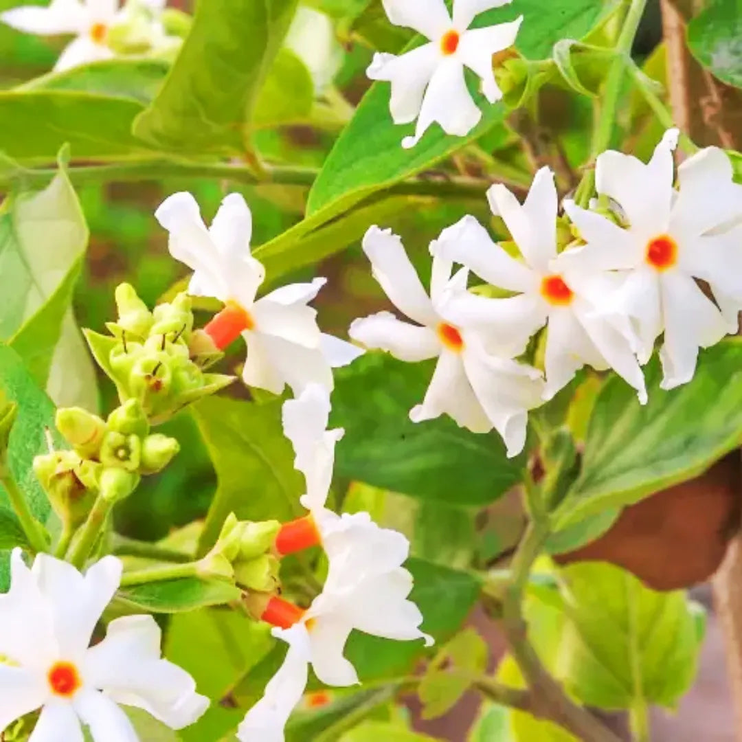 Parijat "Dwarf" Flower