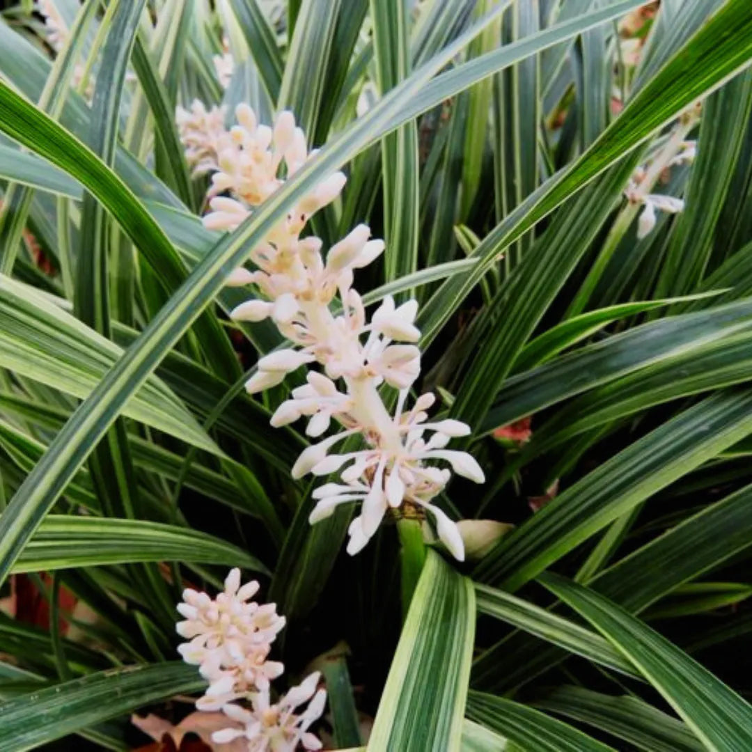 Ophiopogon Jaburan Green | Ophiopogon Jaburan | Variegated | Grass