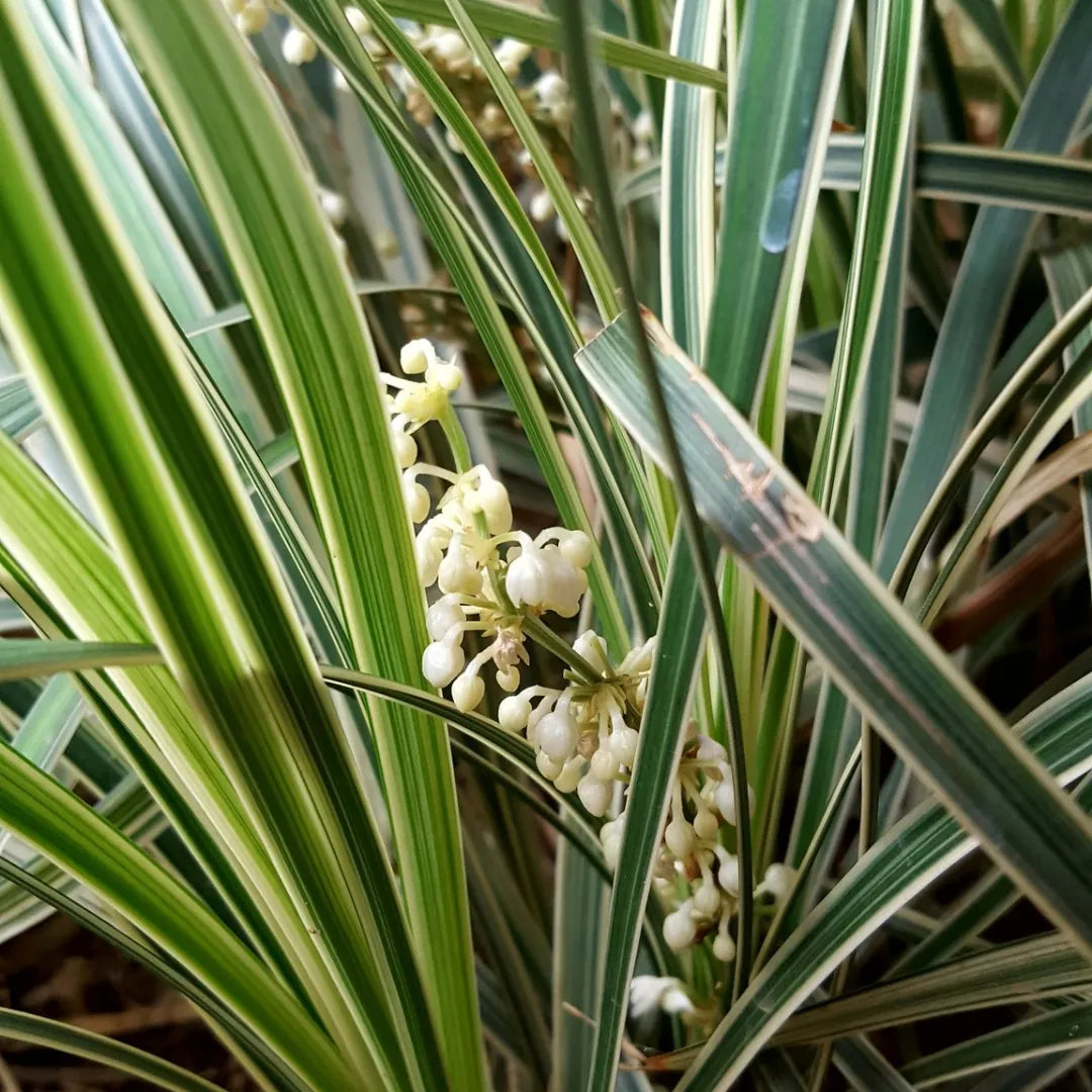 Ophiopogon Jaburan "Green"