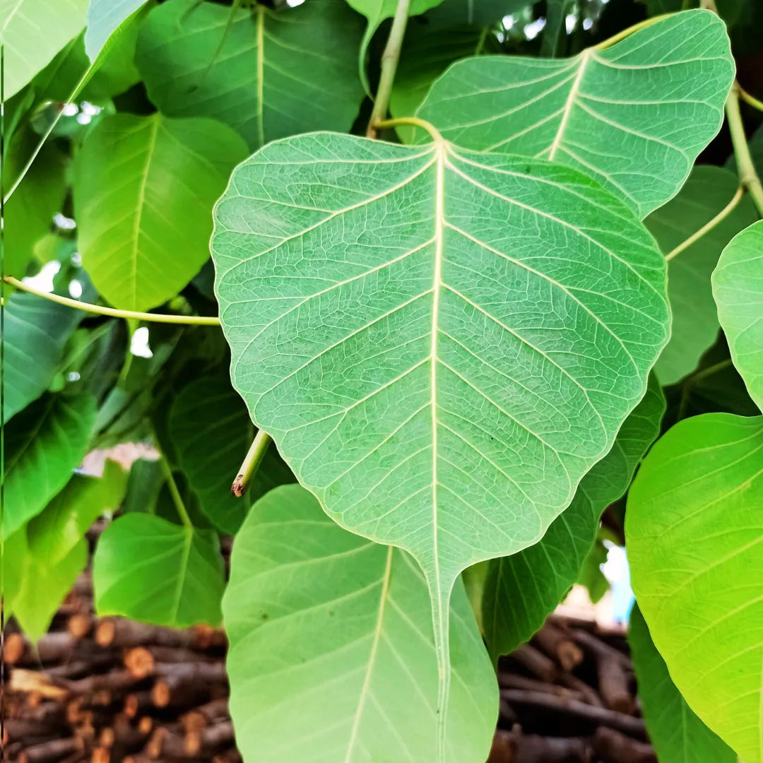 Buy Sacred Fig - Plant Online at Lalitenterprise
