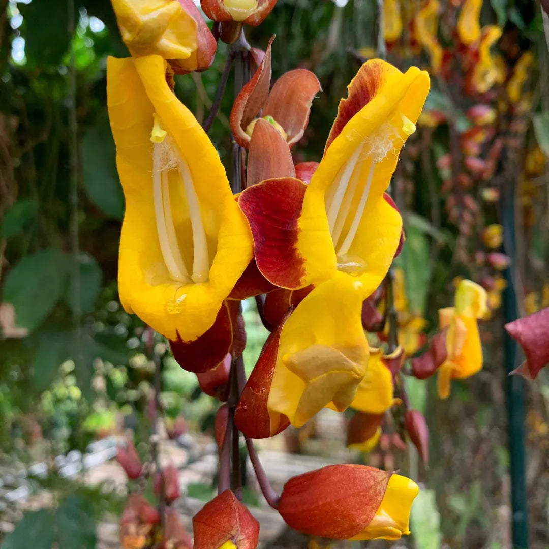 Thunbergia mysorensis Flower