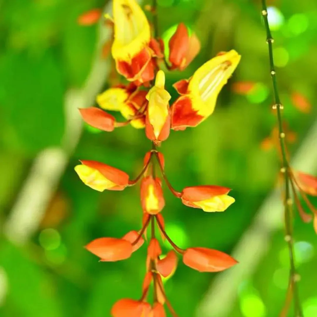 Mysore Clock Vine Flower