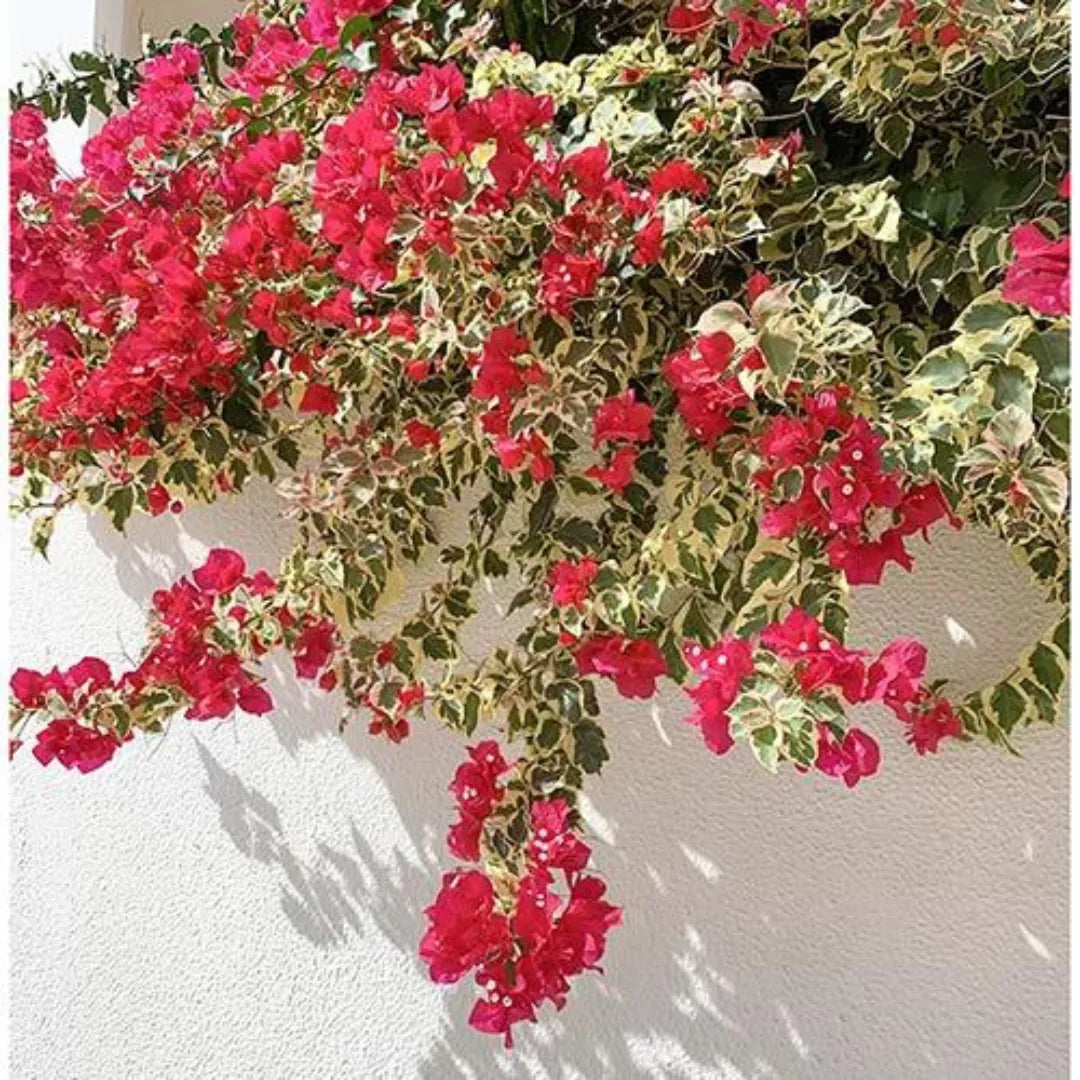 Variegated Bougainvillea Flowering Plant