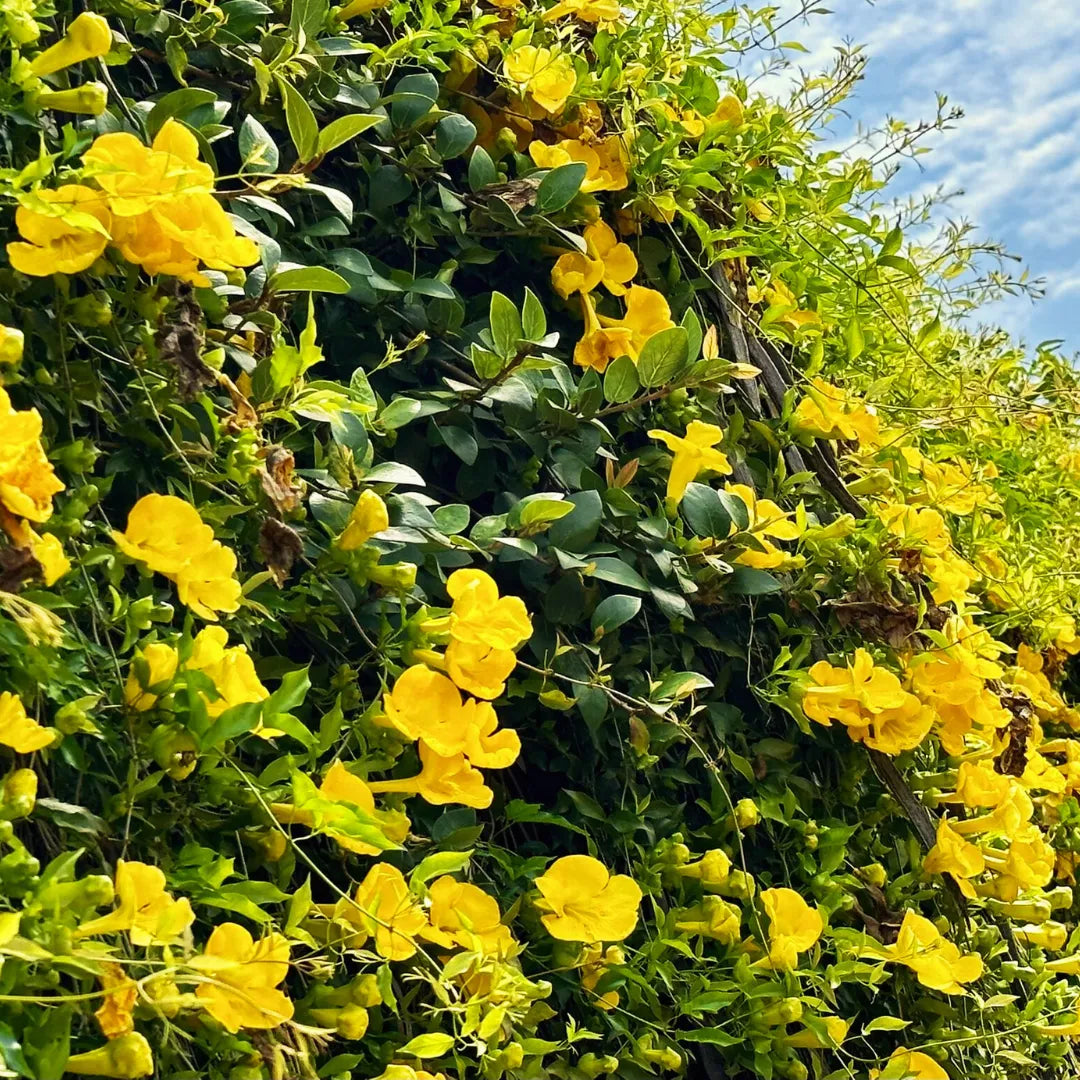 Dolichandra unguis-cati - Plants