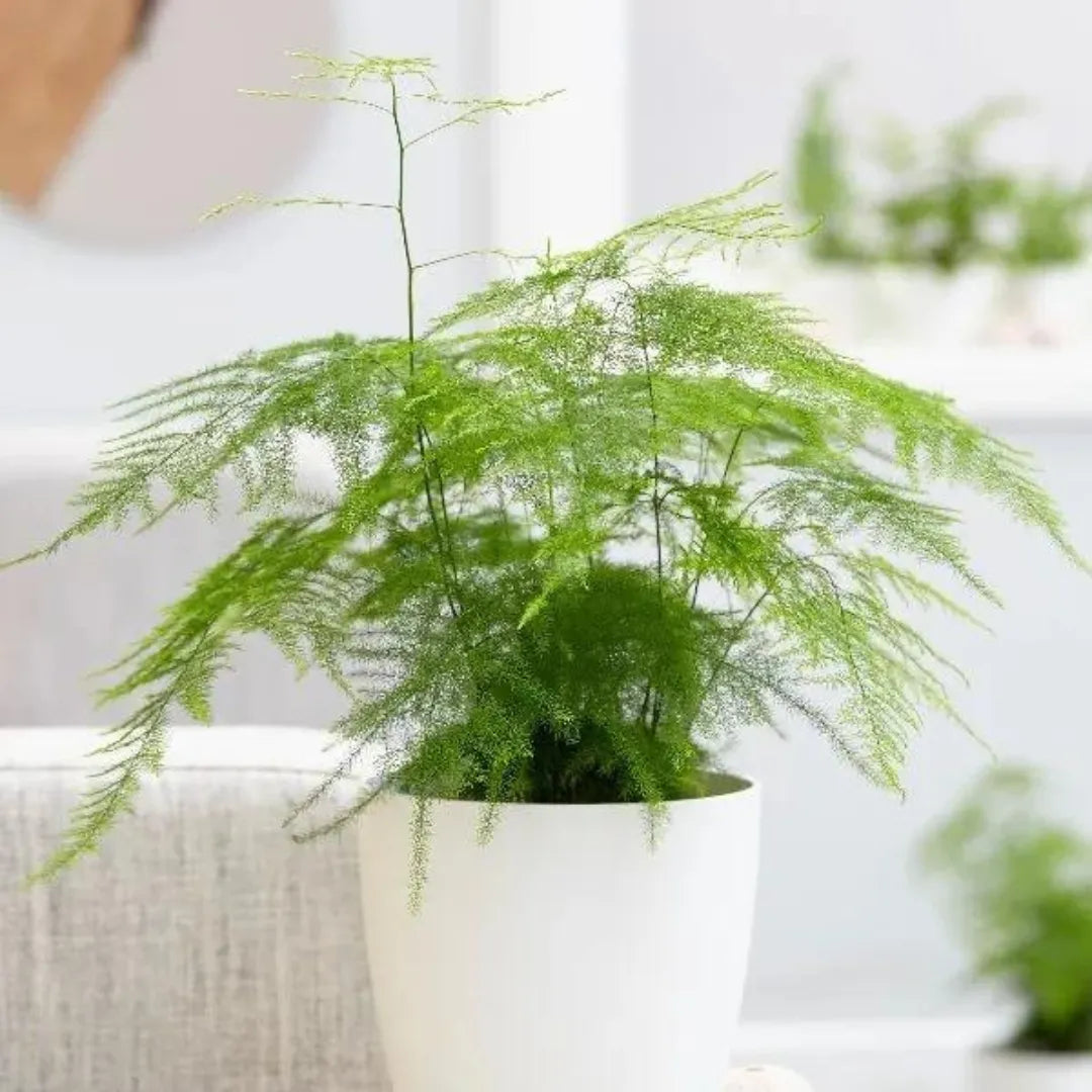 Asparagus Setaceus | Asparagus Fern - Plant