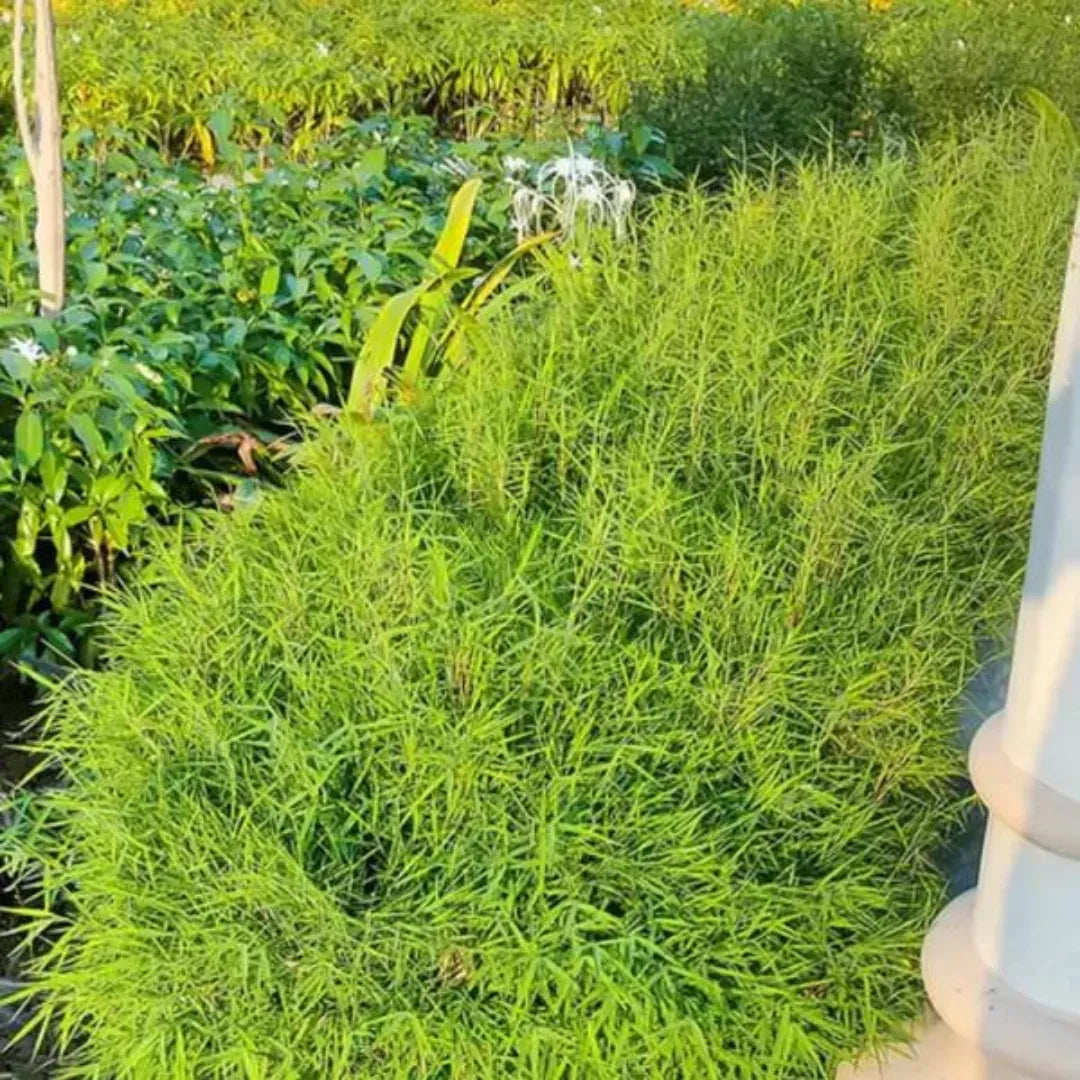 Bambusa vulgaris Plant