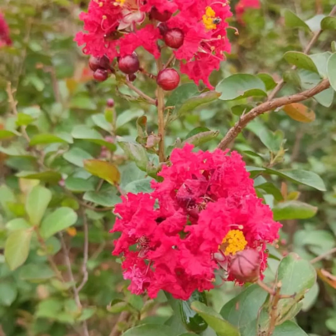 Crape Myrtle Flower