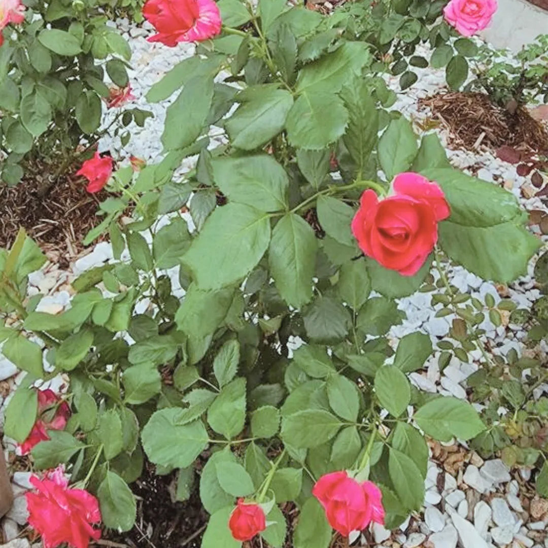 Buy Pink Rose - Plant Online at Lalitenterprise